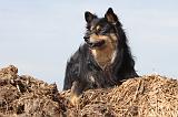 CHIEN FINNOIS DE LAPONIE 644